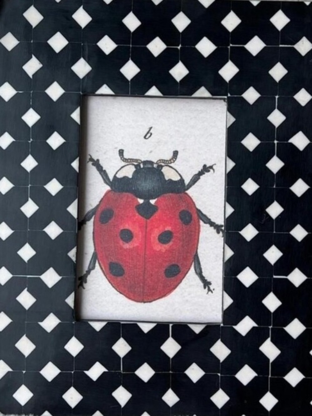 🆕 JOHN DERIAN Framed Art Print Beetle Ladybug Apothecary Insects Folk Nature NEW